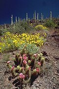 Echinocereus y Encelia farinosa floreciendo en el parque