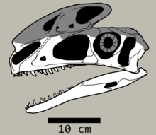 Reconstruction of Proceratosaurus bradleyi, with almost all of its dorsal half missing. Missing elements reconstructed after Guanlong wucaii