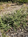 Prostanthera howelliae в ботаническом саду Канберры