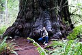 Image 16Redwood tree in northern California redwood forest, where many redwood trees are managed for preservation and longevity, rather than being harvested for wood production (from Forest)