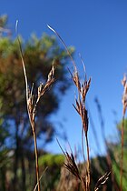 Flowering heads