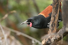 Philesturnus rufusater