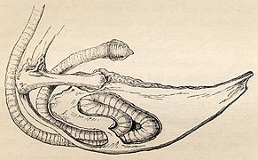 Sternum and trachea of a young male crane