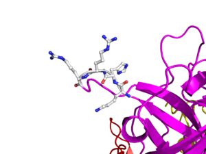 In human t-PA, the amino acids at position 296–299 are lysine, histidine, and two arginines.