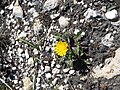 Taraxacum dissectum