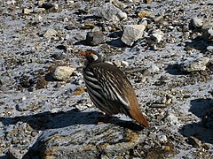 Perdigallo tibetano