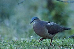 Description de l'image Tolima Dove.jpg.