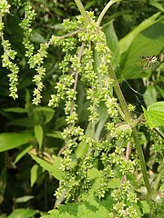 果実は扁平で卵形の痩果になる。