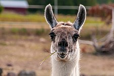 Llama (Lama glama)