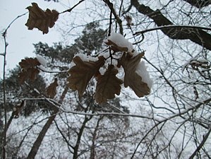 Vissna löv kan hänga kvar på trädet hela vintern Men somliga träd fäller bladen på hösten, skäl till skillnaden oklar