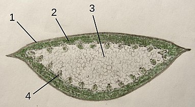Diagram of leaf: 1 Cuticle, 2 Chloroplast parenchym, 3 Inner tissue,  4 Vascular bundles