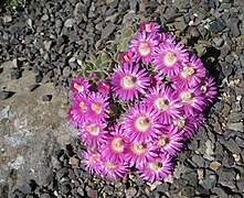 Цветение Aloinopsis spathulata