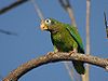 Yellow-billed Amazon (Amazona collaria)