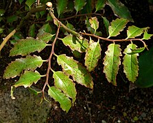 Amborella trichopoda