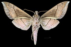 Female ventral view