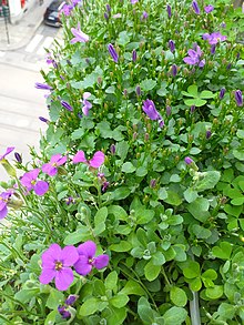 Aubrieta con fiori viola coltivata in vaso