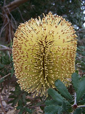 Inflorescências de Banksia epica