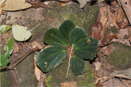 Begonia blancii