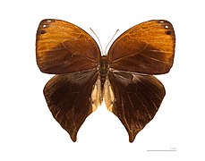 Museum specimen ♀ dorsal side