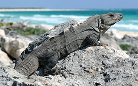 Ctenosaura similis