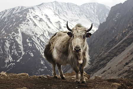 Domestic yak, by travelwayoflife