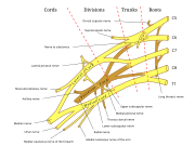 Diagram of the brachial plexus