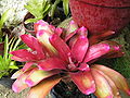 Bromeliad5