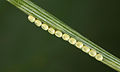 Eggs of pine looper moth (Bupalus piniaria family Geometridae)