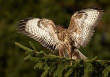 Photographie en couleurs d'un rapace aux ailes déployées pour lesquelles l'aspect moucheté de beige sur fond blanc du plumage est bien visible sur leurs faces inférieures.