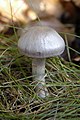 Cortinarius azureovelatus