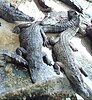 Crocodiles at a farm in the Philippines
