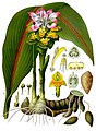 Curcuma zedoaria (Christm.) Roscoe
