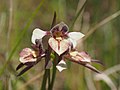 Diuris eborensis (EN)