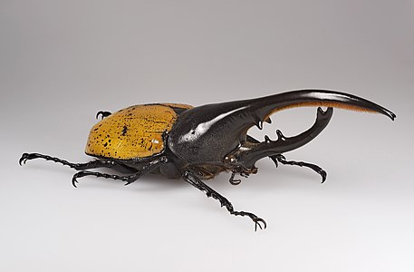 Hercules beetle, by Archaeodontosaurus