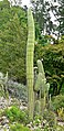 Echinopsis terscheckii