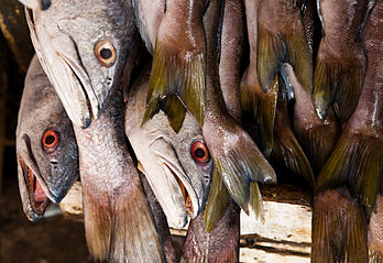 Acoupas blancs (Atractoscion nobilis) en vente au marché aux poissons d’Ensenada, en Basse-Californie, au Mexique. (définition réelle 4 243 × 2 912)