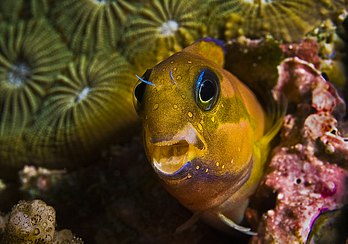 Une blennie de Midas dans les coraux près des îles Andaman, en Inde. (définition réelle 2 150 × 1 507)