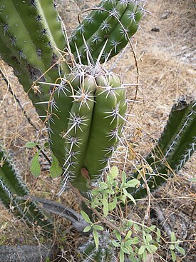 Escontria chiotilla