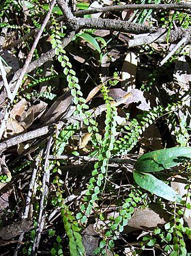 Lindsaea linearis.