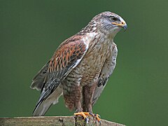 Königsbussard (Buteo regalis)