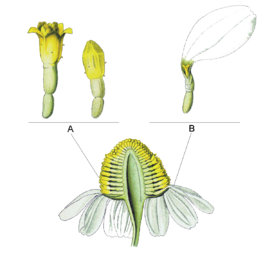 The yellow disc florets (A) and white ray florets (B)