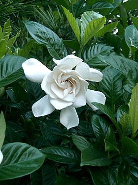 Gardenia jasminoides