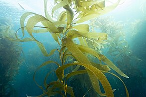 Giant kelp, a brown algae, is not a true plant, yet it is multicellular and can grow to 50m