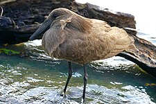 Hamerkop (Scopus umbretta)