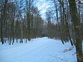 Hasseldieksdammer Gehölz + Julienluster Weg