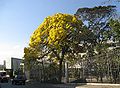 Ipê-amarelo em Barbacena, MG