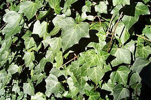 아이비(Hedera helix)