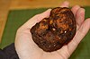The truffle Kalapuya brunnea