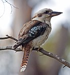 2. Kookaburra.