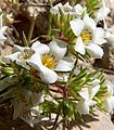 Linanthus demissus